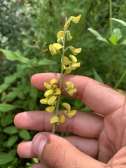 Crotalaria lanceolata