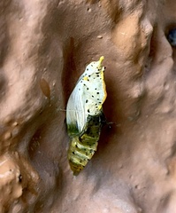Leptophobia aripa elodia