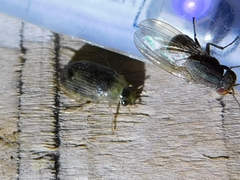 Berosus