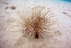 Pachycerianthus solitarius