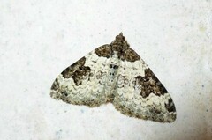 Xanthorhoe fluctuata