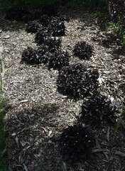 Hemigraphis alternata