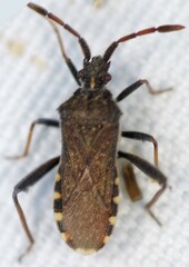 Loxocnemis dentator