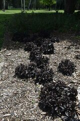 Hemigraphis alternata