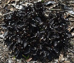 Hemigraphis alternata