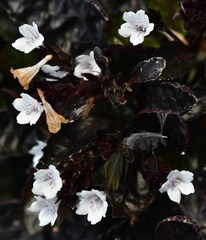 Hemigraphis alternata