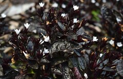 Hemigraphis alternata