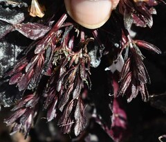 Hemigraphis alternata