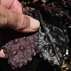 Hemigraphis alternata