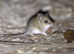 Sminthopsis leucopus