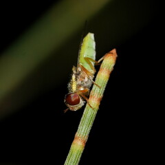 Odontomyia decipiens