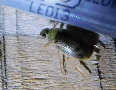 Berosus