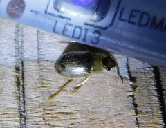 Berosus