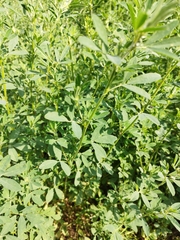 Medicago sativa