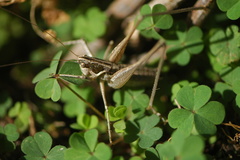 Pterolepis spoliata
