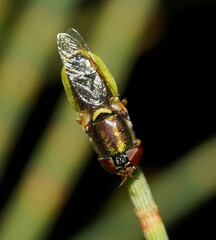 Odontomyia decipiens