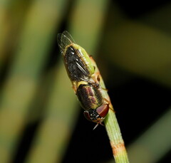 Odontomyia decipiens