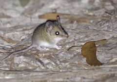Sminthopsis leucopus