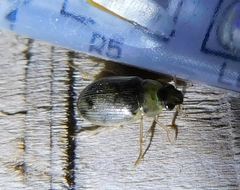 Berosus