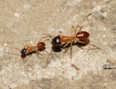 Camponotus nigriceps