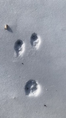 Leporidae