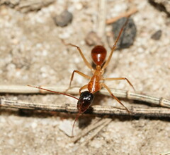 Camponotus nigriceps