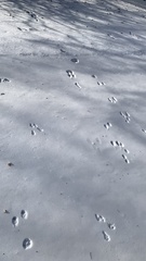 Leporidae