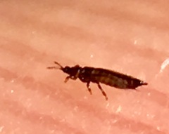 Phlaeothripidae