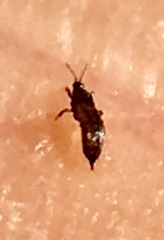 Phlaeothripidae