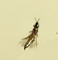 Phlaeothripidae