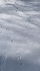 Leporidae