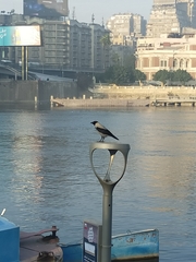 Corvus cornix