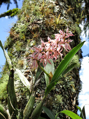 Prosthechea allemanoides
