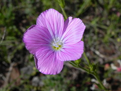 Linum viscosum