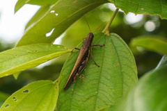 Stenocatantops splendens