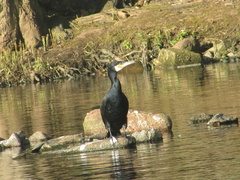 Phalacrocorax carbo
