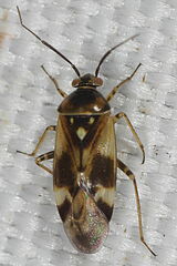 Orthops