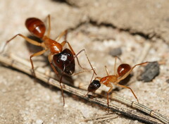 Camponotus nigriceps