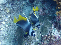 Heniochus singularius