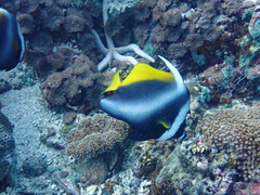 Heniochus singularius
