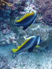 Heniochus singularius
