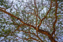 Vachellia leucophloea