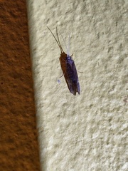 Pterygota