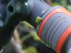 Stictocephala bisonia