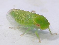 Iassus scutellaris
