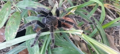 Sericopelma