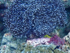 Heteractis magnifica