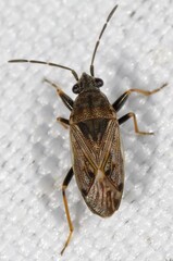 Peritrechus