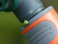 Stictocephala bisonia