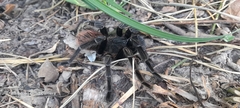 Sericopelma